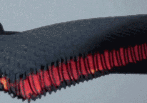 1726419388781073.gif 20231010169692667979995.gif